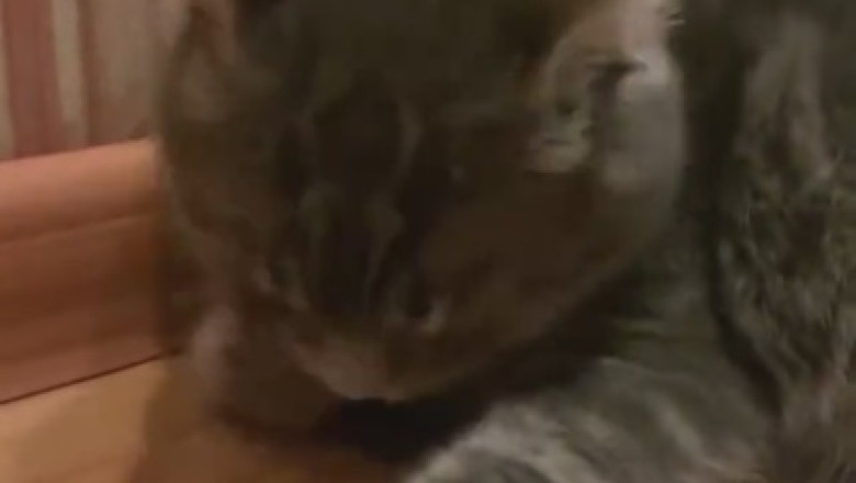 When Your Cat Realizes They're the Only One Home