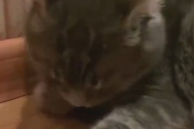 When Your Cat Realizes They're the Only One Home