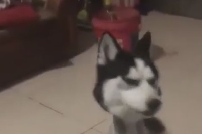 When Your Dog Decides to Go Bald: Hilarious Hairless Pup GIF!