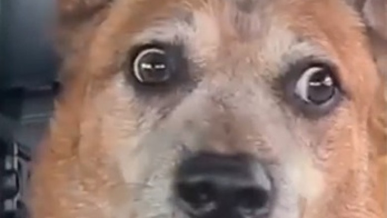 Woof-tastic Wonder: The Hilariously Surprised Dog That Will Have You Howling with Laughter!