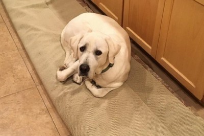Heartfelt Reunion: The Emotional Journey of Tucker and His Beloved Rug