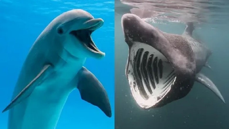 Surprising Showdown: Why Sharks Fear Dolphins in the Deep Sea