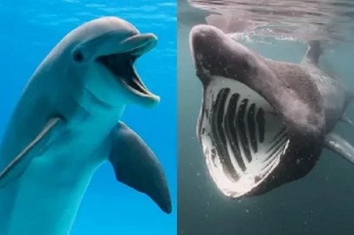 Surprising Showdown: Why Sharks Fear Dolphins in the Deep Sea