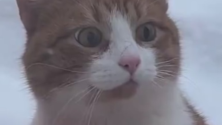 Cat's Mind Blown! Glass Cat Encounter Gone Wrong?