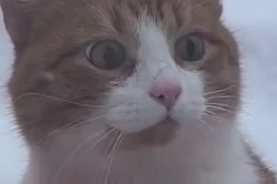 Cat's Mind Blown! Glass Cat Encounter Gone Wrong?