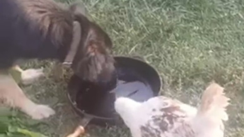 Clucking Holler: When a Dog and Chicken Share One Pot!