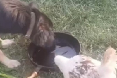 Clucking Holler: When a Dog and Chicken Share One Pot!