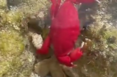 Daring Dives with the Red Sea Scorpion: Underwater Adventures Gone WILD!