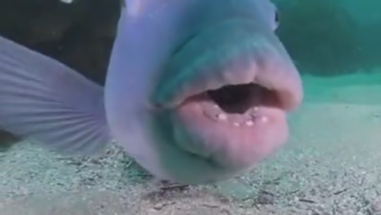 Fintastic Dance Moves! Fish Grooving Underwater