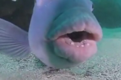 Fintastic Dance Moves! Fish Grooving Underwater