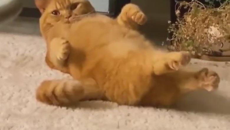 Hilarious Cat Yoga Fail Caught on Camera!