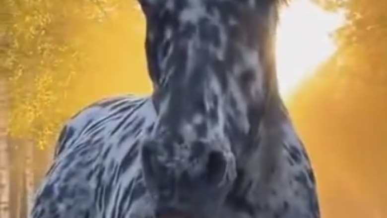 Horsin' Around: When A Horse Decides To Be The Goodest Boy!