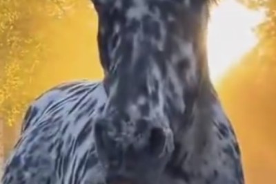 Horsin' Around: When A Horse Decides To Be The Goodest Boy!