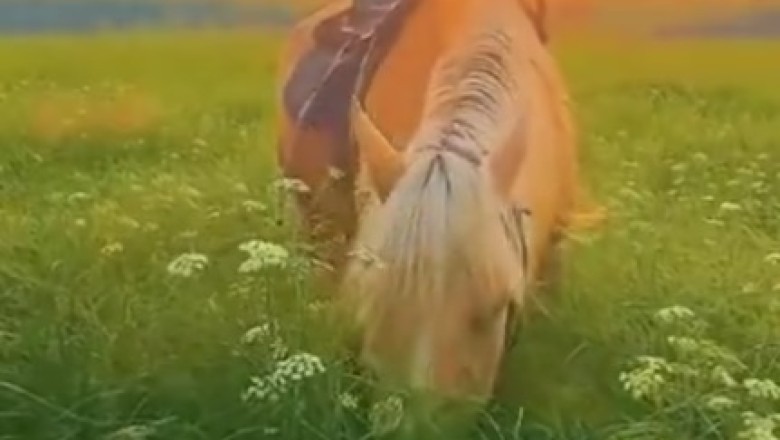 Neigh Way! Horsing Around in the Pasture: Equine Shenanigans Unleashed!
