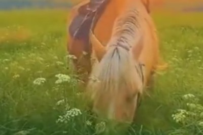 Neigh Way! Horsing Around in the Pasture: Equine Shenanigans Unleashed!