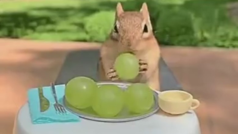 Nuts About Luxury: When a Squirrel Checks Into a Five-Star Hotel!