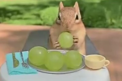 Nuts About Luxury: When a Squirrel Checks Into a Five-Star Hotel!