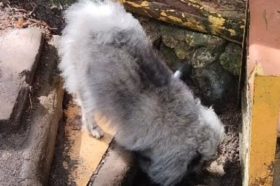 Paws and Discover: When Fido Unravels the Mystery in the Hut!