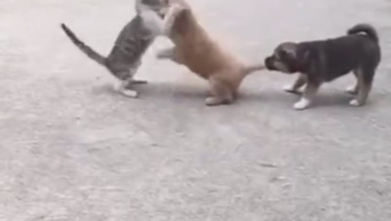Paws vs. Claws: Tiny Dog and Cat Epic Showdown!