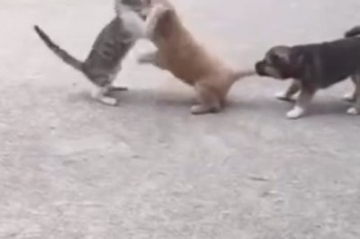 Paws vs. Claws: Tiny Dog and Cat Epic Showdown!