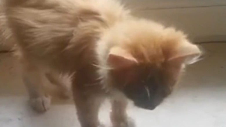 Purr-fectly Beautiful: The Tale of the Most Adorable Kitten Ever!