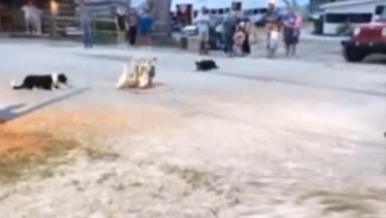 Quack-tastic Chase! Dogs vs Ducks Showdown on Sidewalk