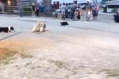 Quack-tastic Chase! Dogs vs Ducks Showdown on Sidewalk