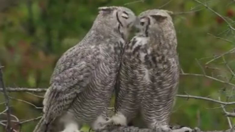 Whoo's Hanging Out? Hilarious Encounter with Two Owls on a Tree Branch!