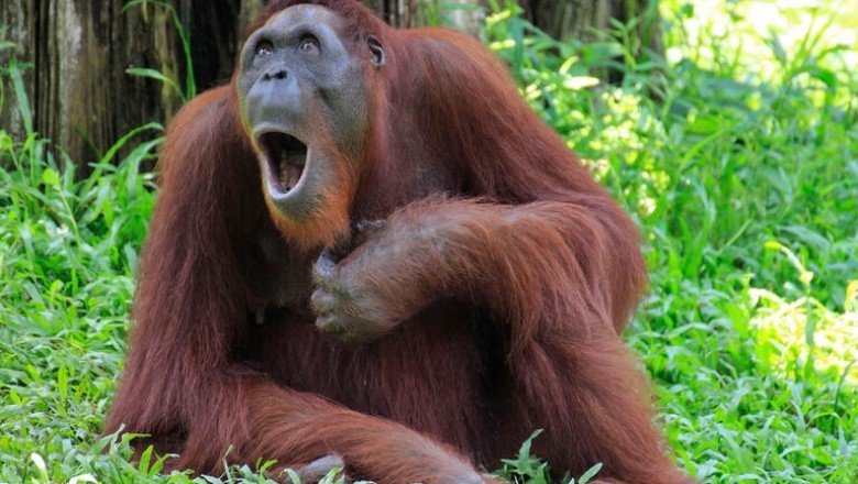 Miraculous Orangutan Birth: Dana Defies Odds in Heartwarming Conservation Triumph!