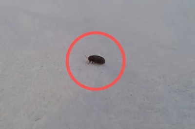 Unveiling the Hidden World of Carpet Beetles: Should You Worry About Your Tiny Roommates?