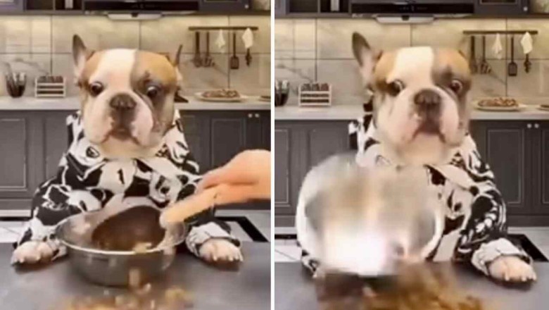 When Your Pooch Outclasses the Waitstaff: The Tale of a Gourmet Dog’s Dinner Dilemma