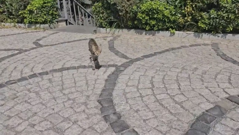 Cat-tastic Comedy: Cracking Up with the World's Funniest Feline!