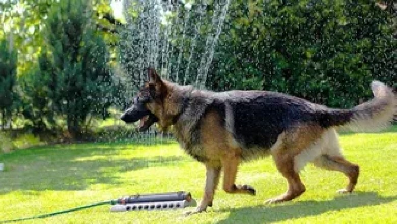 Ex-police dog barks at a tree, prompting the police to rush to the tree