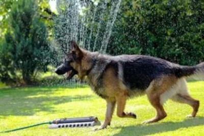 Ex-police dog barks at a tree, prompting the police to rush to the tree