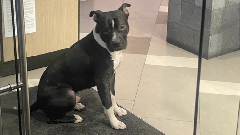 Heartwarming Act of Kindness: Restaurant Welcomes Stray Dog in the Rain