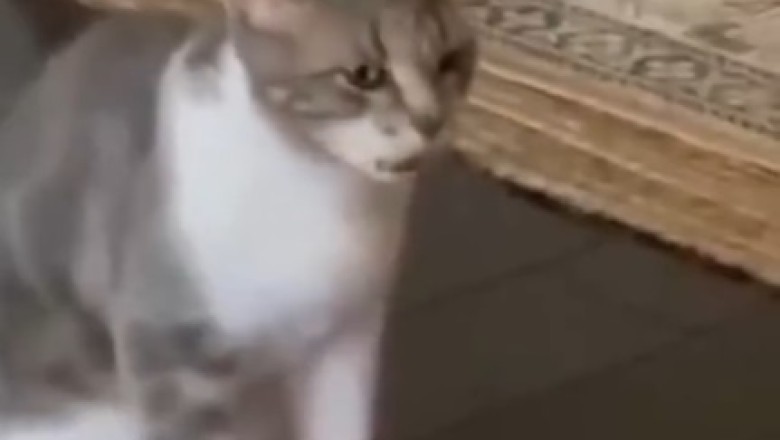 Hilarious Cat Shenanigans That Will Leave You in Stitches!