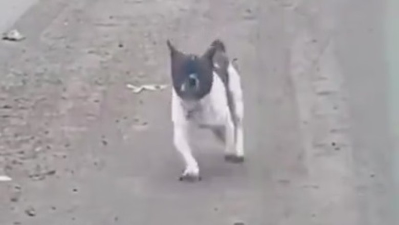 Hilarious Moment Alert: When Dogs Take Their First Steps!