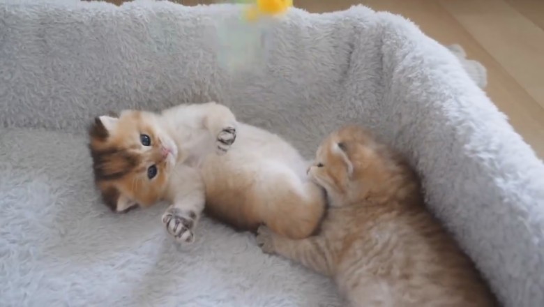 Kitten Catastrophes: Prepare to Have Your Heart Stolen by Cuteness Overload!
