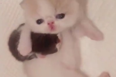 Kitties Gone Catty: The Purrrfect Comedy Show!