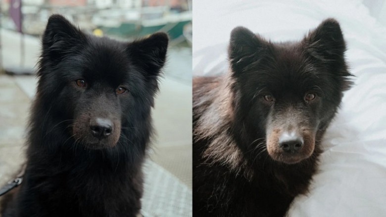 Meet Bella: The Bear-Like Dog That's Taking the Internet by Storm!