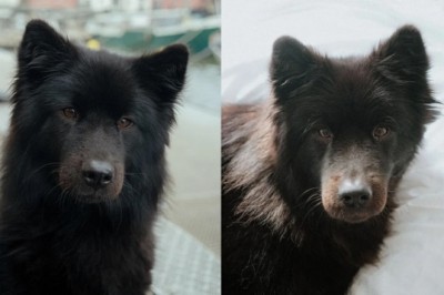 Meet Bella: The Bear-Like Dog That's Taking the Internet by Storm!