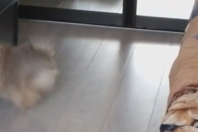 Mirror, Mirror on the Wall, Who's the Floofiest of Them All?