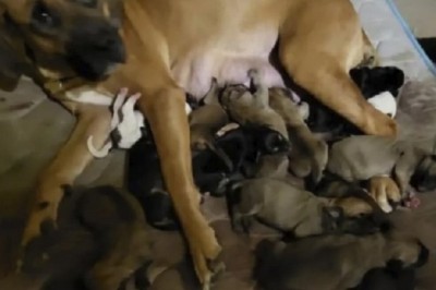 Mother Dog's Resilience Inspires Hope: From Abandonment to Triumph!