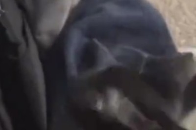 Paw-sitively Adorable: Cat Connoisseur Tries Pasta for the First Time!