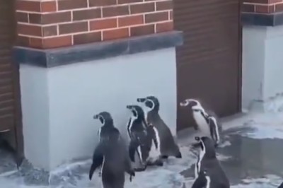 Peng-win Situation: Watch as a Clever Penguin Waddles its Way to Puzzle-solving Glory!
