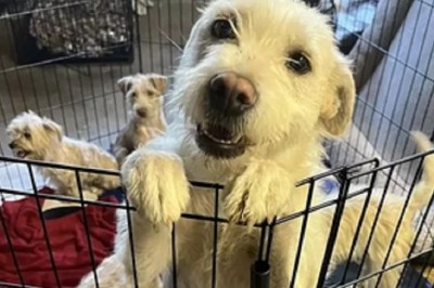 Priceless Reunion: Mother Dog Reunites with Puppies After Devastating Fire