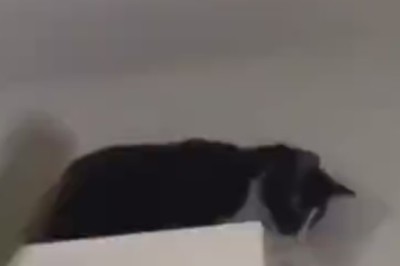 Purr-ayer Warrior: The Most Religious Cat You'll Ever Meet!