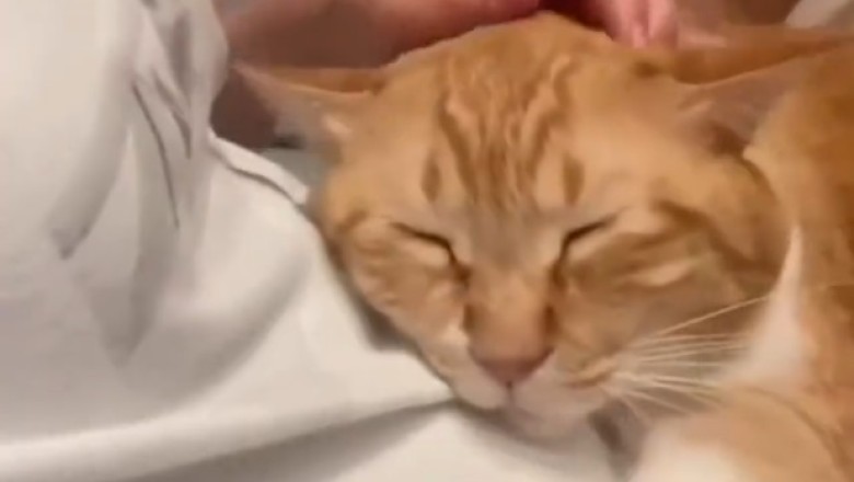 Purr-fectly Adorable: The Chronicles of an Affectionate Cat's Lovey-Dovey Antics!