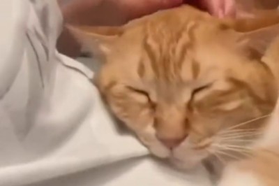 Purr-fectly Adorable: The Chronicles of an Affectionate Cat's Lovey-Dovey Antics!