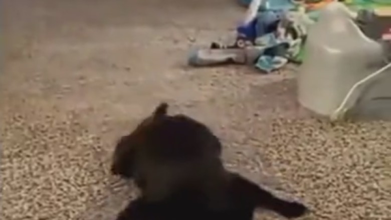 Purr-fectly Hilarious: Cat-tastic Comedy Compilation!